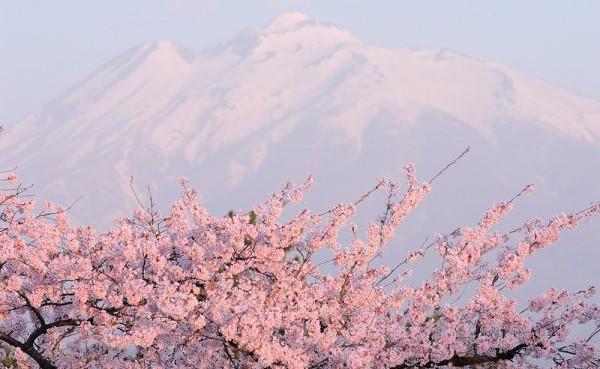 Япония: сакура цветёт!